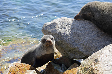 Image showing Seal Pup emerging from water