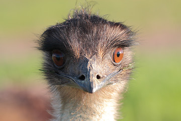 Image showing Emu portrait