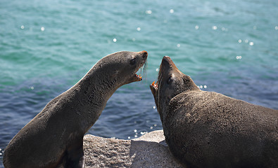 Image showing Fur Seals Interacting Arguing