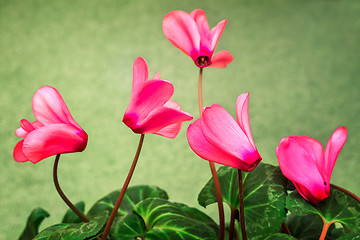 Image showing Flowering cyclamen with flowers and green leaves.