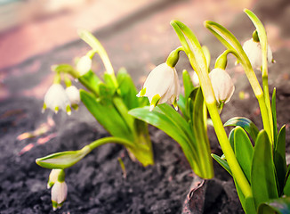 Image showing Snowdrops - the first spring flowers.