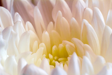 Image showing Beautiful flower white and yellow chrysanthemums.