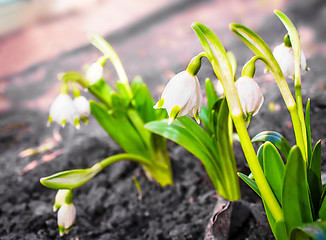 Image showing Snowdrops - the first spring flowers.