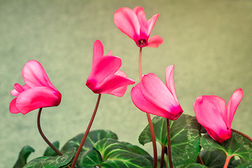 Image showing Flowering cyclamen with flowers and green leaves.