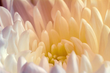 Image showing Beautiful flower white and yellow chrysanthemums.