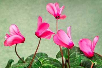 Image showing Flowering cyclamen with flowers and green leaves.