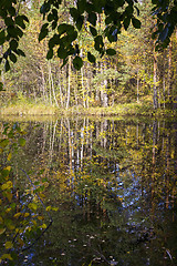 Image showing Swamp in wild taiga in autumn