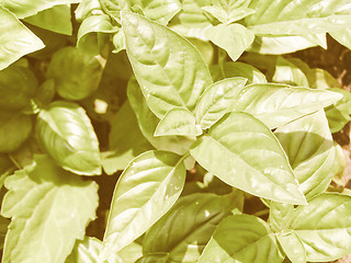 Image showing Retro looking Basil