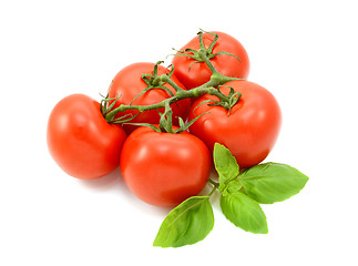 Image showing Tomatoes on the vine with fresh basil leaves