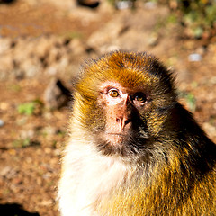 Image showing old monkey in africa morocco and natural background fauna close 