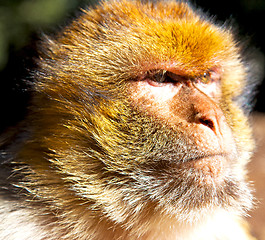 Image showing old monkey in africa morocco and natural background fauna close 