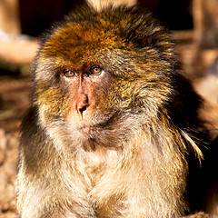 Image showing old monkey in africa morocco and natural background fauna close 