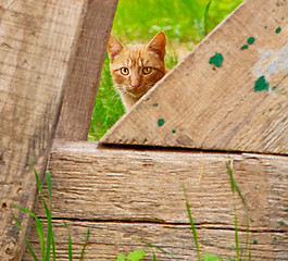 Image showing feline in morocco africa and   face