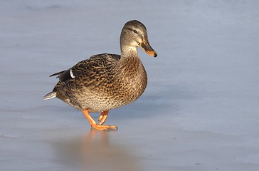 Image showing Mallard on the ice