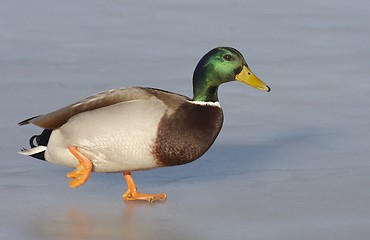 Image showing Mallard on the ice