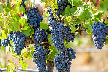 Image showing Ripe Red Grapes with Green Leaves on the Grapevine