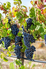 Image showing Ripe Red Grapes with Green Leaves on the Grapevine