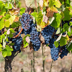 Image showing Ripe Red Grapes with Green Leaves on the Grapevine