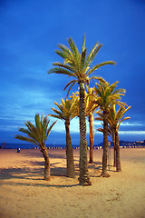 Image showing Empty beach with palm by night