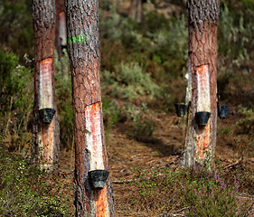 Image showing Collect Pine Resin in Plastic Containers