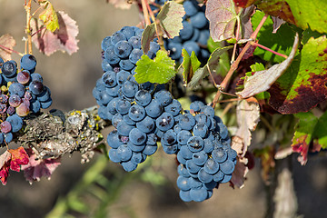 Image showing Ripe Red Grapes with Green Leaves on the Grapevine