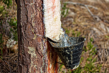 Image showing Collect Pine Resin in Plastic Containers