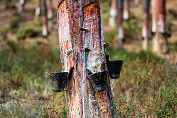 Image showing Collect Pine Resin in Plastic Containers