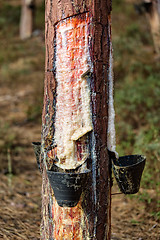 Image showing Collect Pine Resin in Plastic Containers