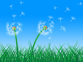 Image showing Sky Grass Represents Dandelion Hair And Dandelions