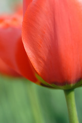 Image showing Red Tulip