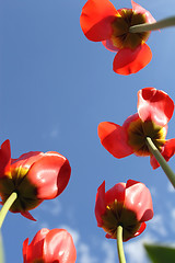 Image showing Red tulips