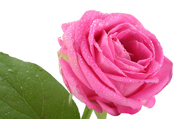 Image showing Flower Rose