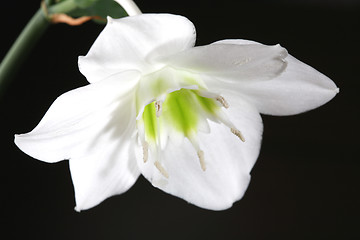 Image showing White Flower