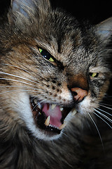 Image showing Angry cat