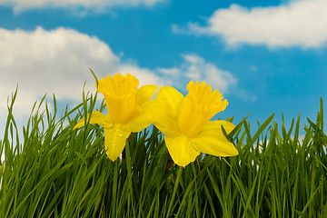 Image showing Daffodil flowers
