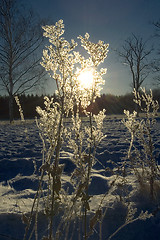 Image showing Winter