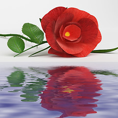 Image showing Rose Love Represents Romance Flower And Bloom