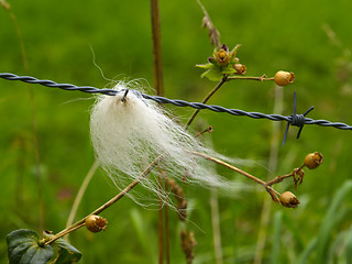 Image showing barbed wire