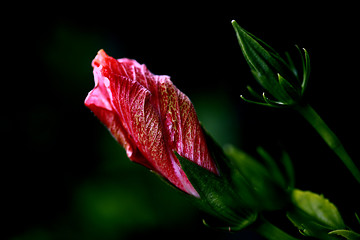 Image showing red hibiscus blooming