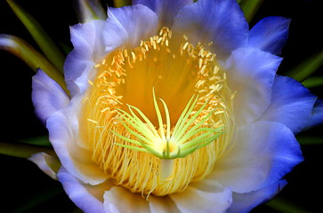 Image showing Flower of a cactus