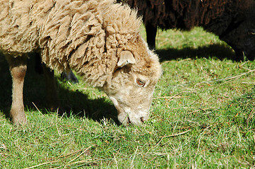 Image showing a sheep to eat