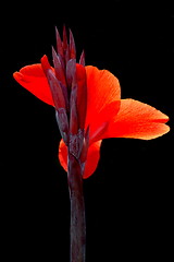 Image showing red flower