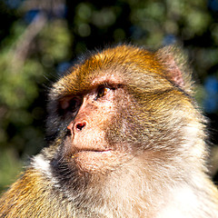 Image showing old monkey in africa morocco and natural background fauna close 