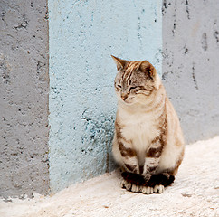 Image showing alone cat in africa morocco and house background