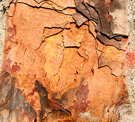 Image showing barck in the abstract close up of a tree color and texture