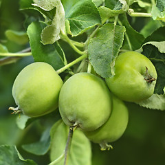 Image showing Green apples fruit on a branch