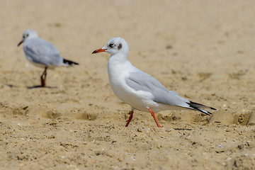 Image showing Nestling seagull