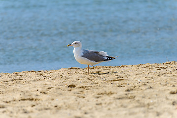 Image showing One-legged seagull