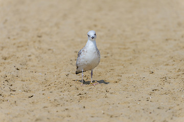 Image showing Seagull