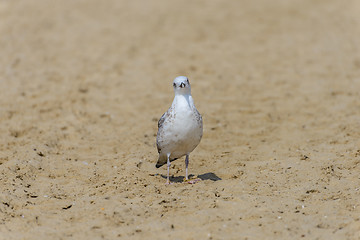 Image showing Seagull